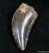 Large Inch Dromaeosaur Tooth - Montana #1497-1